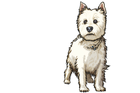 451 portrait of West Highland Terrier Murphy