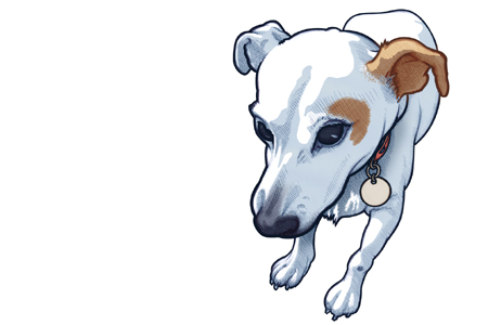 451 portrait of Jack Russell Dilly