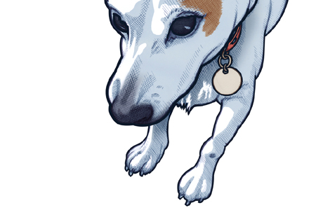 Close up detail of 451 portrait of Jack Russell Dilly